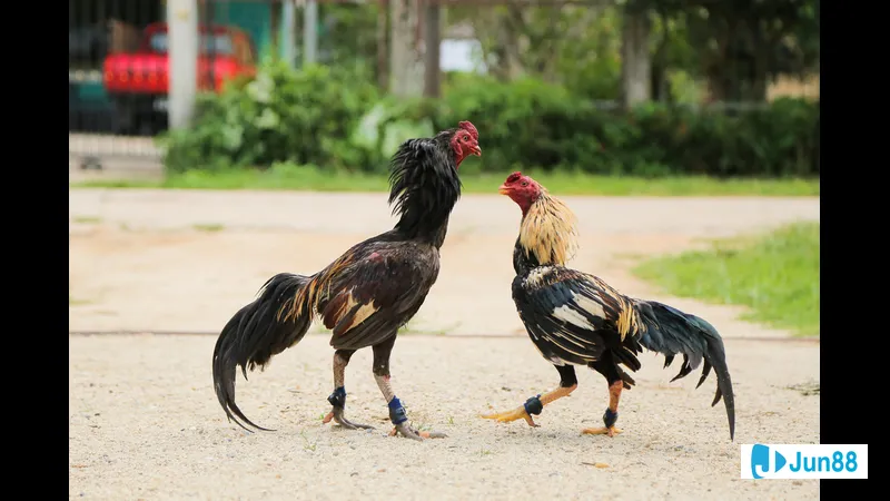 Kỹ năng cần thiết trở thành nài gà Kỹ năng cần thiết trở thành nài gà