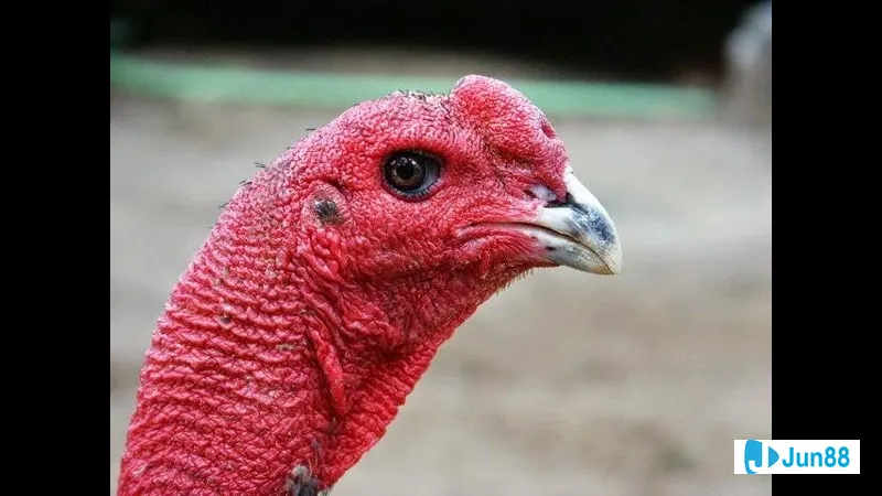 Điều kiện nuôi dưỡng cho cây cảnh Điều kiện nuôi dưỡng cho cây cảnh