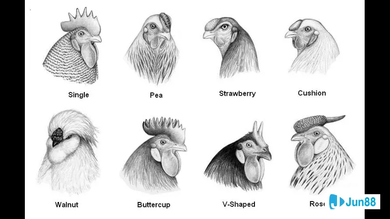 Mồng gà đá với cách chọn chuẩn Mồng gà đá với cách chọn chuẩn