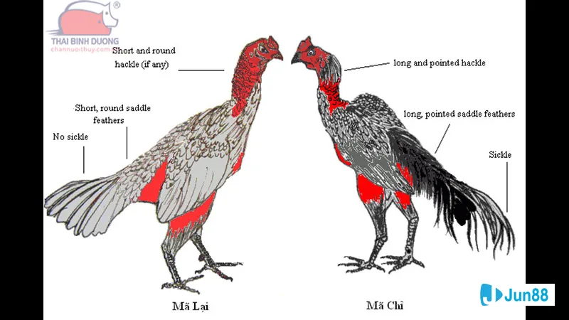 Tập luyện cải thiện sức khỏe Tập luyện cải thiện sức khỏe