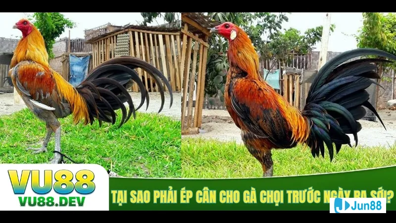 Thực phẩm chức năng hữu ích Thực phẩm chức năng hữu ích