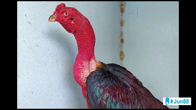 Gà đang chiến đấu hăng say