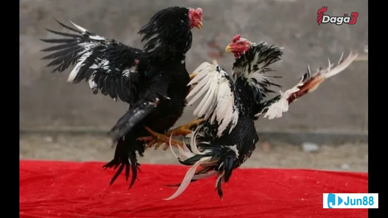 Nguyên lý di truyền phối màu lông gà Nguyên lý di truyền phối màu lông gà