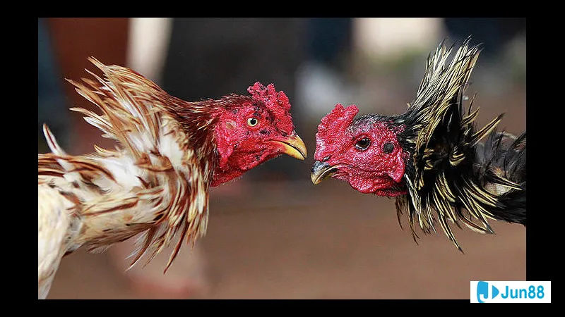 Dinh dưỡng đầy đủ từ các loại thực Dinh dưỡng đầy đủ từ các loại thực