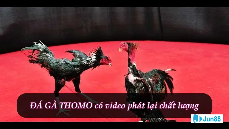 Cược đá gà Thomo 67 tại Jun88 Cược đá gà Thomo 67 tại Jun88