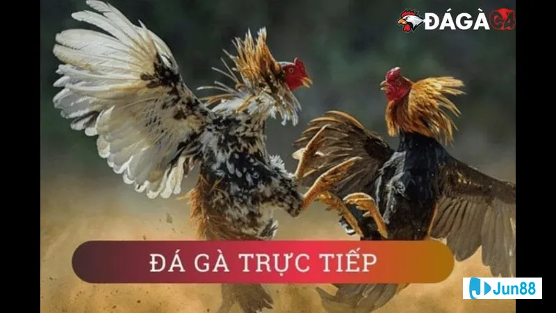 Minh họa cho Chọn kèo đá gà phù Minh họa cho Chọn kèo đá gà phù