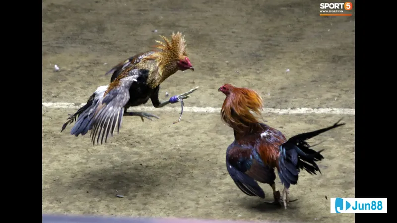 Gà dao được chọn lựa cẩn thận Gà dao được chọn lựa cẩn thận