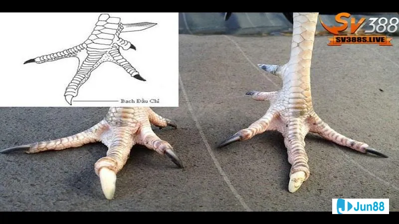 Gà hắc hổ thới trên lối đá đặc Gà hắc hổ thới trên lối đá đặc