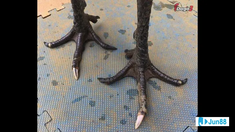 Gà hắc hổ đang được chăm sóc Gà hắc hổ đang được chăm sóc