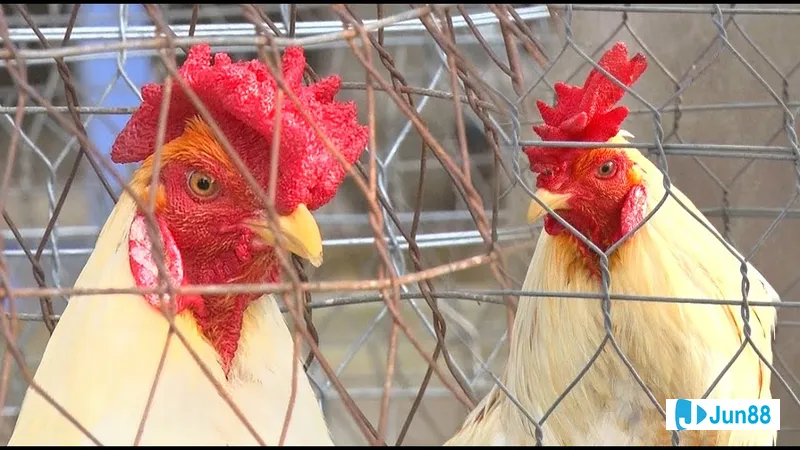 Gà mồng trà trong chuồng nuôi Gà mồng trà trong chuồng nuôi