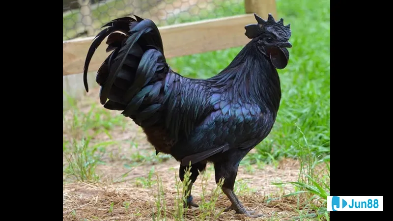 Bệnh thường gặp ở gà mồng trà Bệnh thường gặp ở gà mồng trà