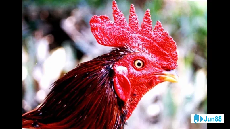 Môi trường sống của động vật rừng mưa Môi trường sống của động vật rừng mưa