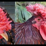 dinh dưỡng và sức khỏe hàng ngày