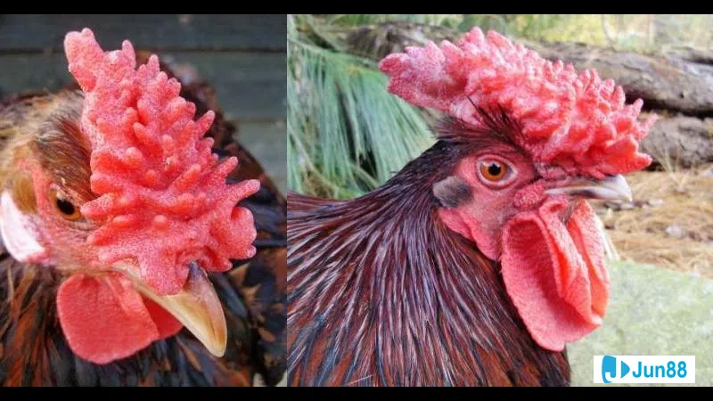 dinh dưỡng và sức khỏe hàng ngày Dinh dưỡng và sức khỏe hàng ngày