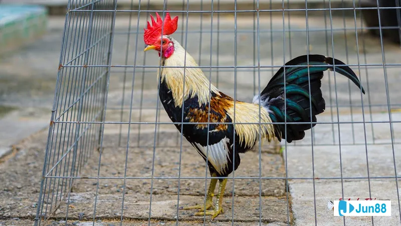 di truyền và ảnh hưởng Di truyền và ảnh hưởng