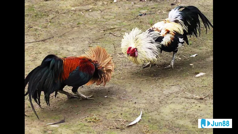 Đặc điểm hình thể của gà tre đá Đặc điểm hình thể của gà tre đá