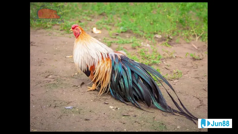 Chế độ dinh dưỡng cho gà tre đá Chế độ dinh dưỡng cho gà tre đá