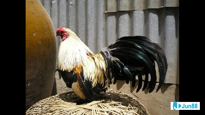 Minh họa cho Các yếu tố ảnh hưởng Minh họa cho Các yếu tố ảnh hưởng