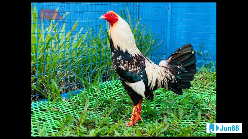 Gà tre đá với di truyền đặc biệt Gà tre đá với di truyền đặc biệt