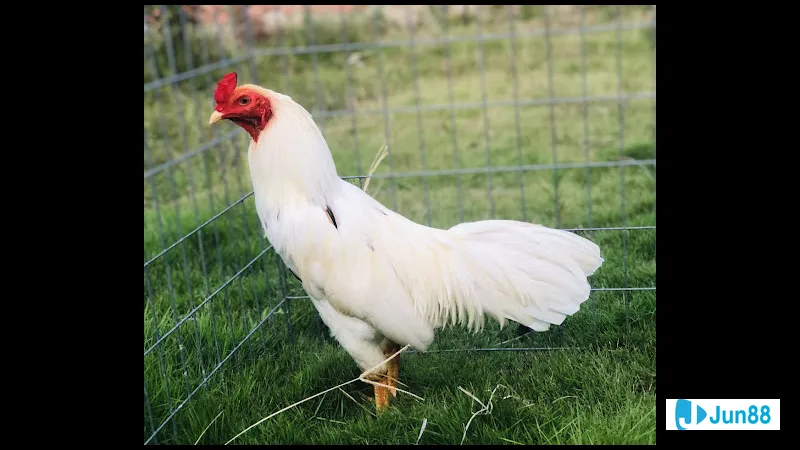 Gà úa hiện diện trong nền văn hóa Gà úa hiện diện trong nền văn hóa