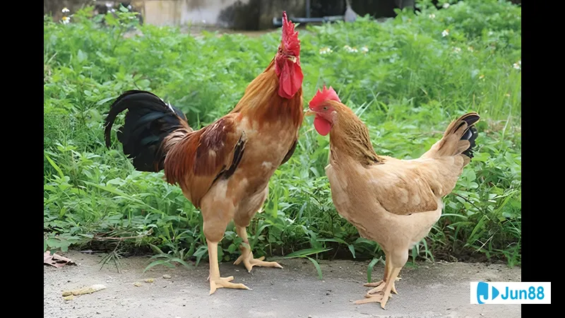 Gà úa thi đấu với sức mạnh Gà úa thi đấu với sức mạnh