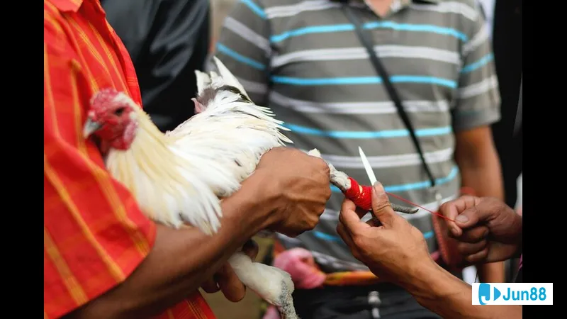 Minh họa cho Tiêu chí giống gà trong Minh họa cho Tiêu chí giống gà trong