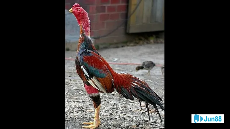 Ghép gà chọi đá