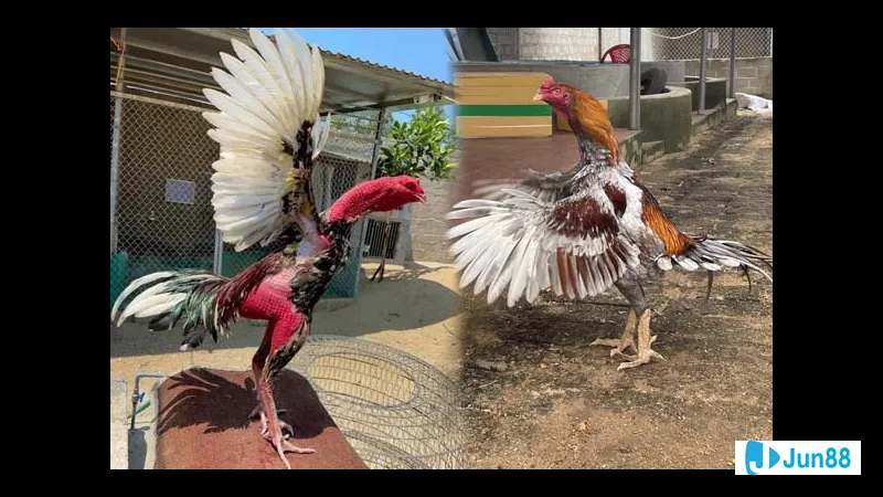 Gà chọi trong quá trình nuôi dưỡng Gà chọi trong quá trình nuôi dưỡng