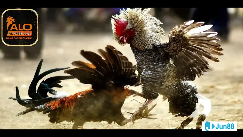 Kinh nghiệm đá gà hàng xáo