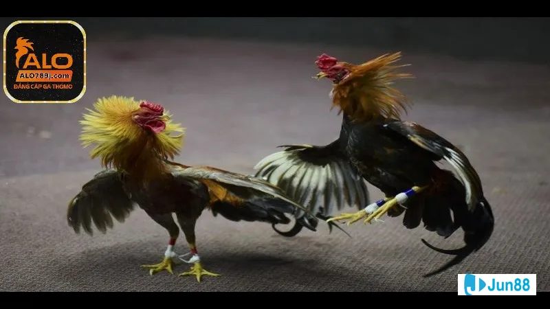 Đá gà đang tranh giành một vị trí