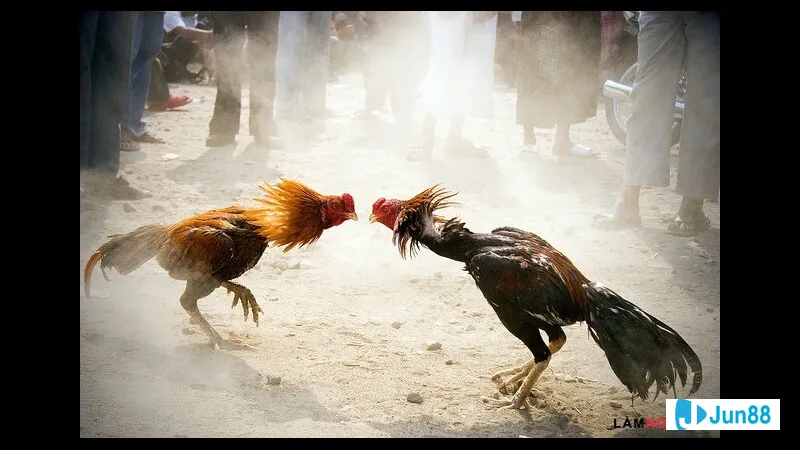 Gà đá hàng xáo chất lượng