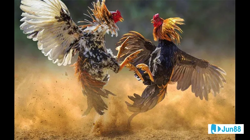 Chuẩn bị gà trong môi trường nuôi