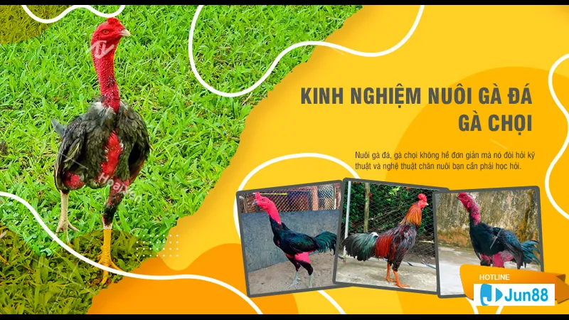 Kỹ thuật luyện tập khi nuôi gà đá