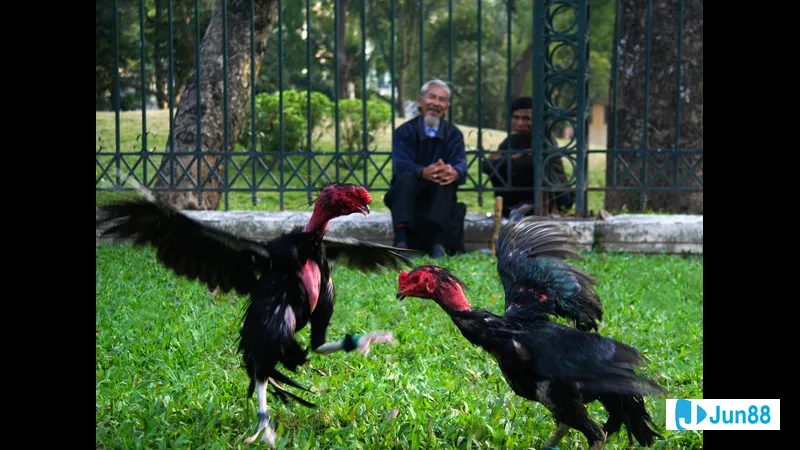 Minh họa cho Lối đá dọc trong bài Minh họa cho Lối đá dọc trong bài