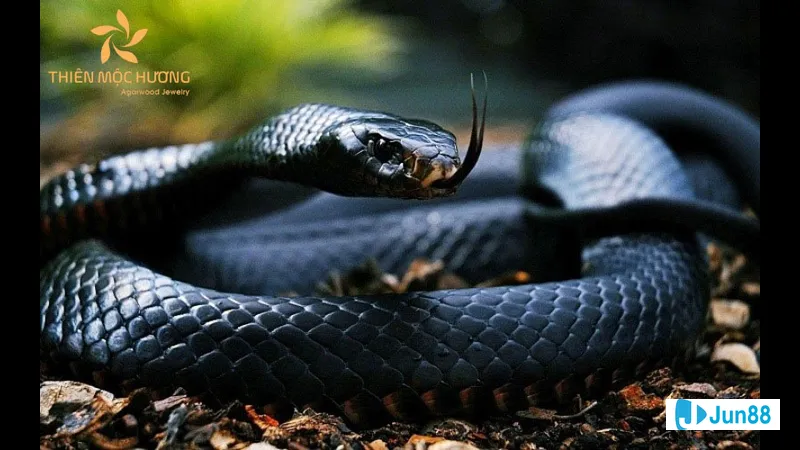 các con số may mắn về giấc mơ Các con số may mắn về giấc mơ