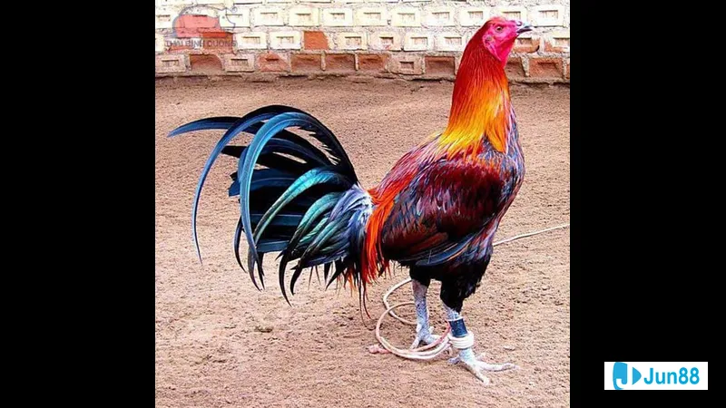 Minh họa cho Gà Peruvian trong bài viết Minh họa cho Gà Peruvian trong bài viết